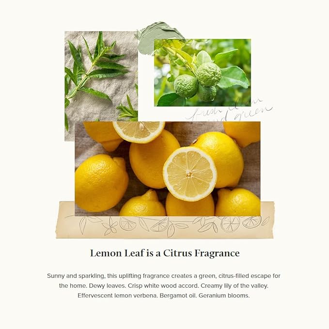 Thymes Lemon Leaf Candle - 8 Oz - Scented Candle for a Fresh Home Fragrance - Aromatherapy Candle in Glass Jar - Matte White Jar
