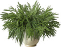 18 Pcs Real Touch Norfolk Pine Branches,Artificial Christmas Green Faux Cedar Norfolk Pine Stems Fake Greenery Pine Picks for Vase DIY Garland Wreath Xmas Indoor Outdoor Home Decoration (18 Inches)